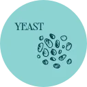Yeast